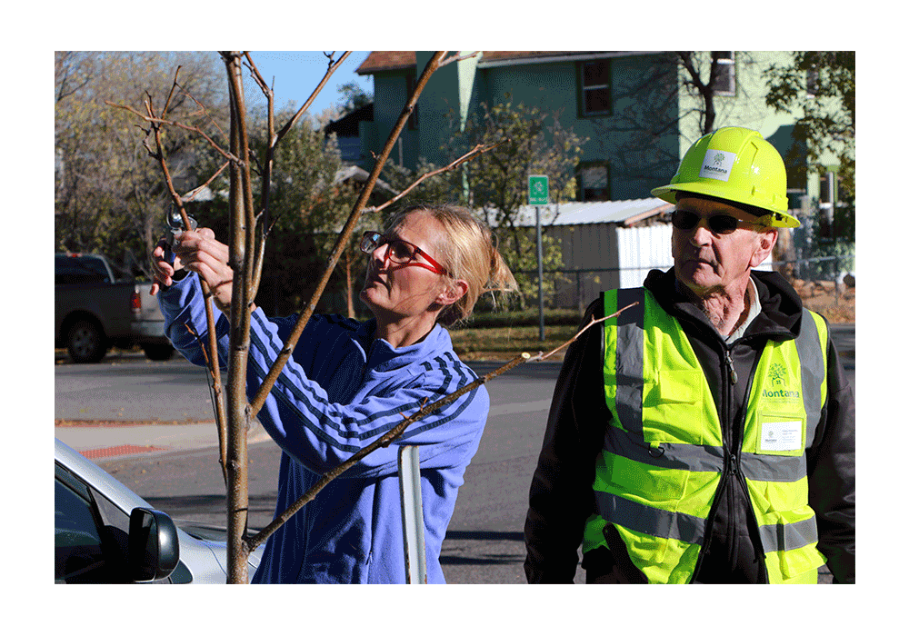 Livingston Loves Trees Launches Community Tree Pruning Initiative