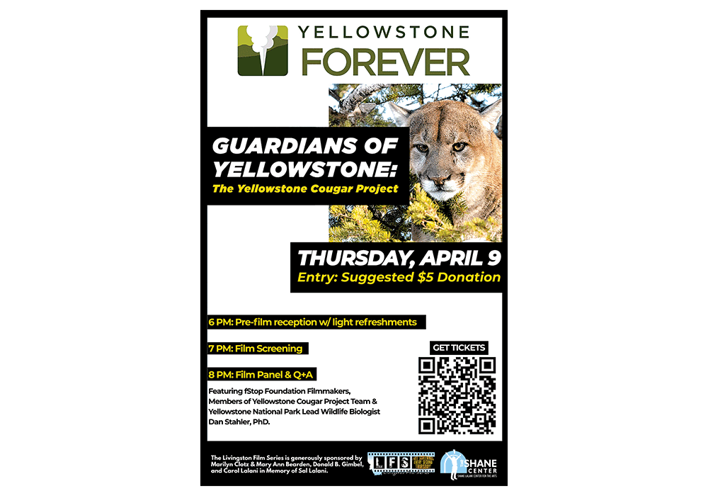 New Documentary Explores the Science and Stewardship Behind Yellowstone's Cougars