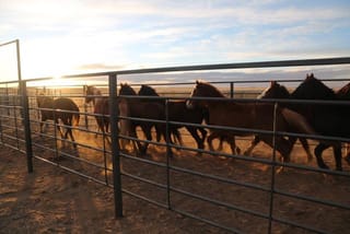 BLM to Host Upper Yellowstone Wild Horse & Burro Adoption Event in Livingston