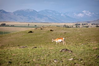 GVLT Reaches Milestone of 75,000 Acres Conserved in Southwest Montana