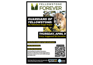 New Documentary Explores the Science and Stewardship Behind Yellowstone's Cougars