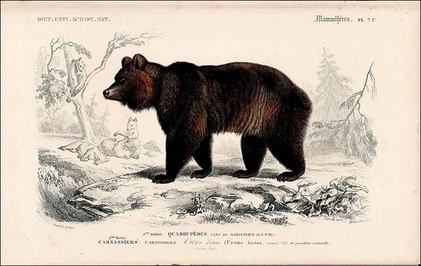 The Livingston Depot Center Opens Museum for the Summer With a New Featured Exhibit: “The Grizzly Bear Illustrated: 1828–1943”