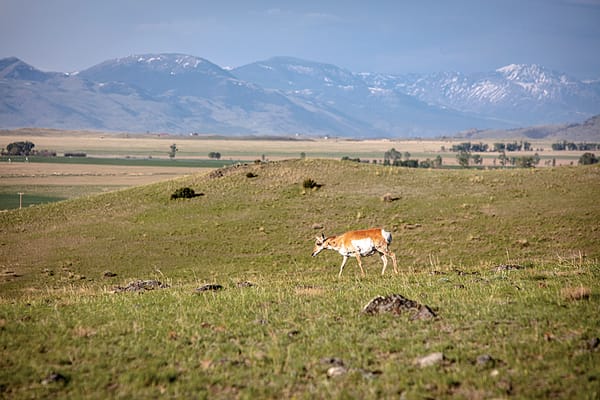 GVLT Reaches Milestone of 75,000 Acres Conserved in Southwest Montana